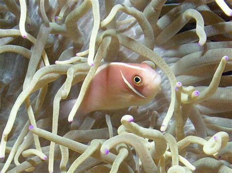 Pink Skunk Clownfish 101: Care, Lifespan, Breeding.